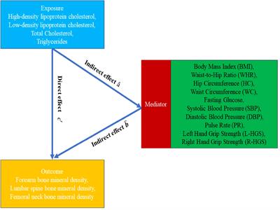 The association of lipid metabolism with bone metabolism and the role of human traits: a Mendelian randomization study